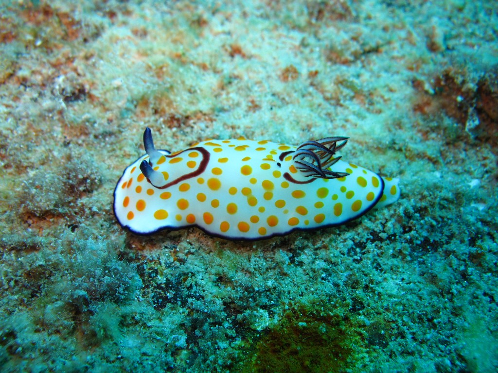 Chromodoris annulata